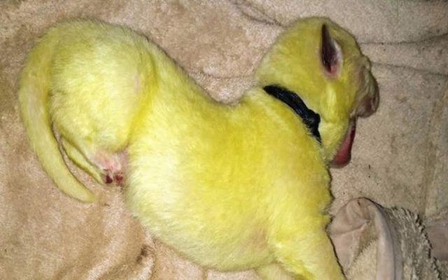 A Lime Green Puppy Has Been Born in North Carolina