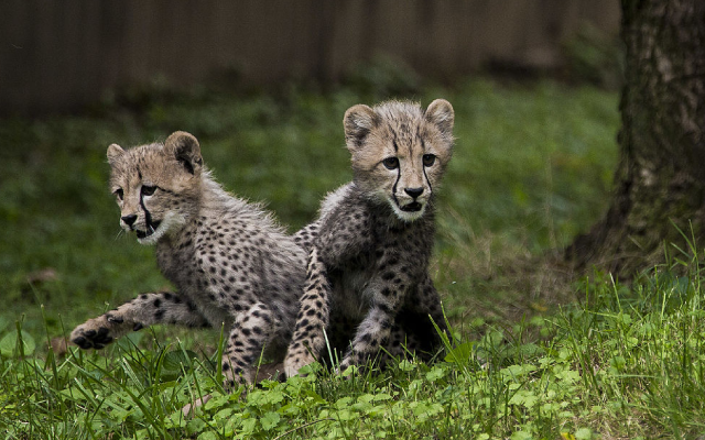 Baby Cheetahs Born Via IVF At Columbus Zoo For Scientific Breakthrough