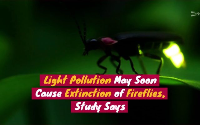 Light Pollution May Soon Cause Fireflies To Go Extinct