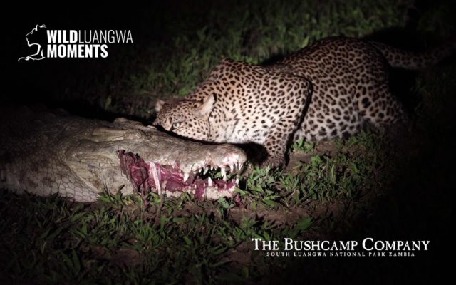 Watch a Leopard Take Food Directly Out of the Mouth of a Crocodile