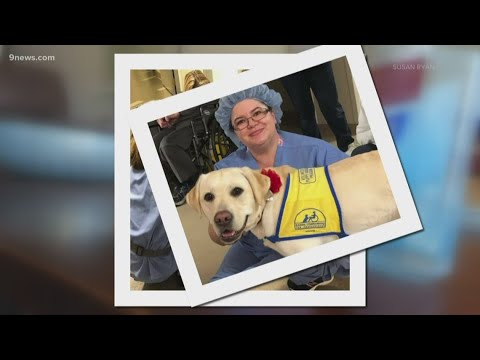 Service Dog is Helping ER Doctors Deal During the Coronavirus Outbreak in Denver