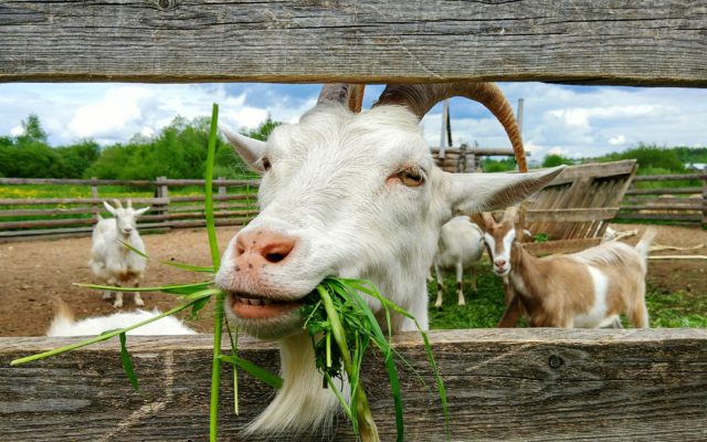 You Can Invite a Goat or Llama to Your Next Zoom Meeting