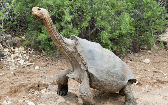 Tortoise Who Saved His Species Retires