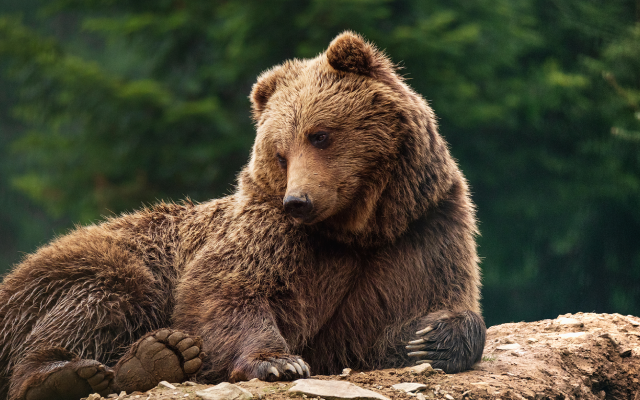 Listen- Dave & Jimmy: Bert Kreischer Takes On A Bear