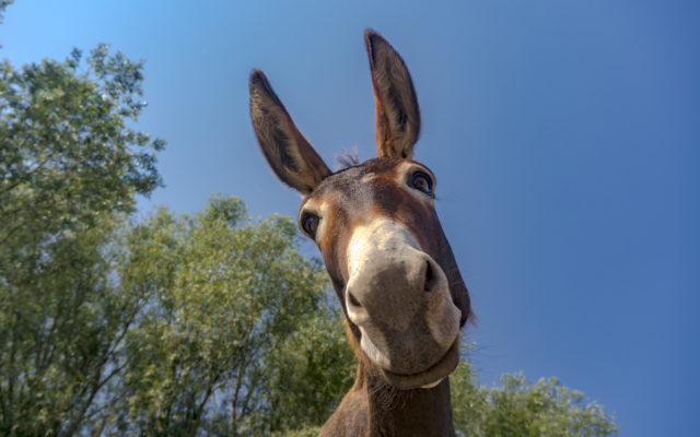 Teens Break Into Petting Zoo, Put Lipstick On A Donkey