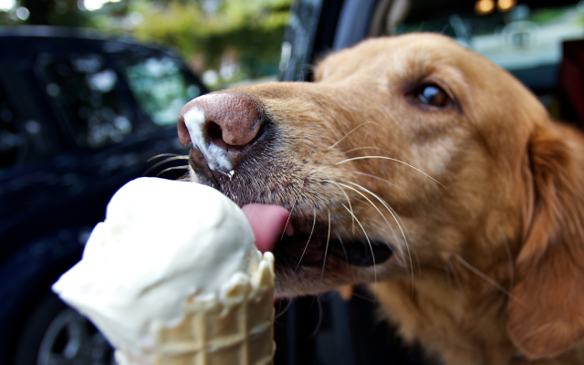 Ben & Jerry’s Is Releasing Line of Desserts Safe for Dogs To Eat