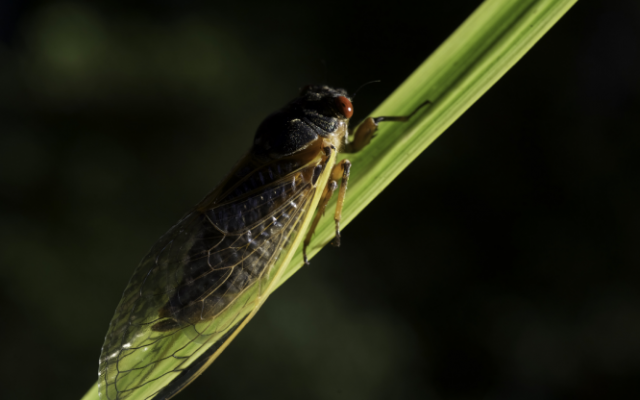 The ‘Brood X’ Cicada Swarm Is Ready To Hatch