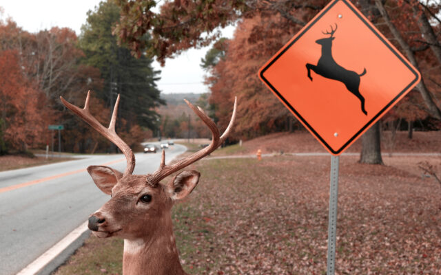 Stark County Leads Ohio In Deer Crashes